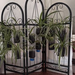 Spider Plant In. Stand. 32x36 w