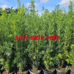 Podocarpus About 5 Feet Tall Instant Privacy Hedge