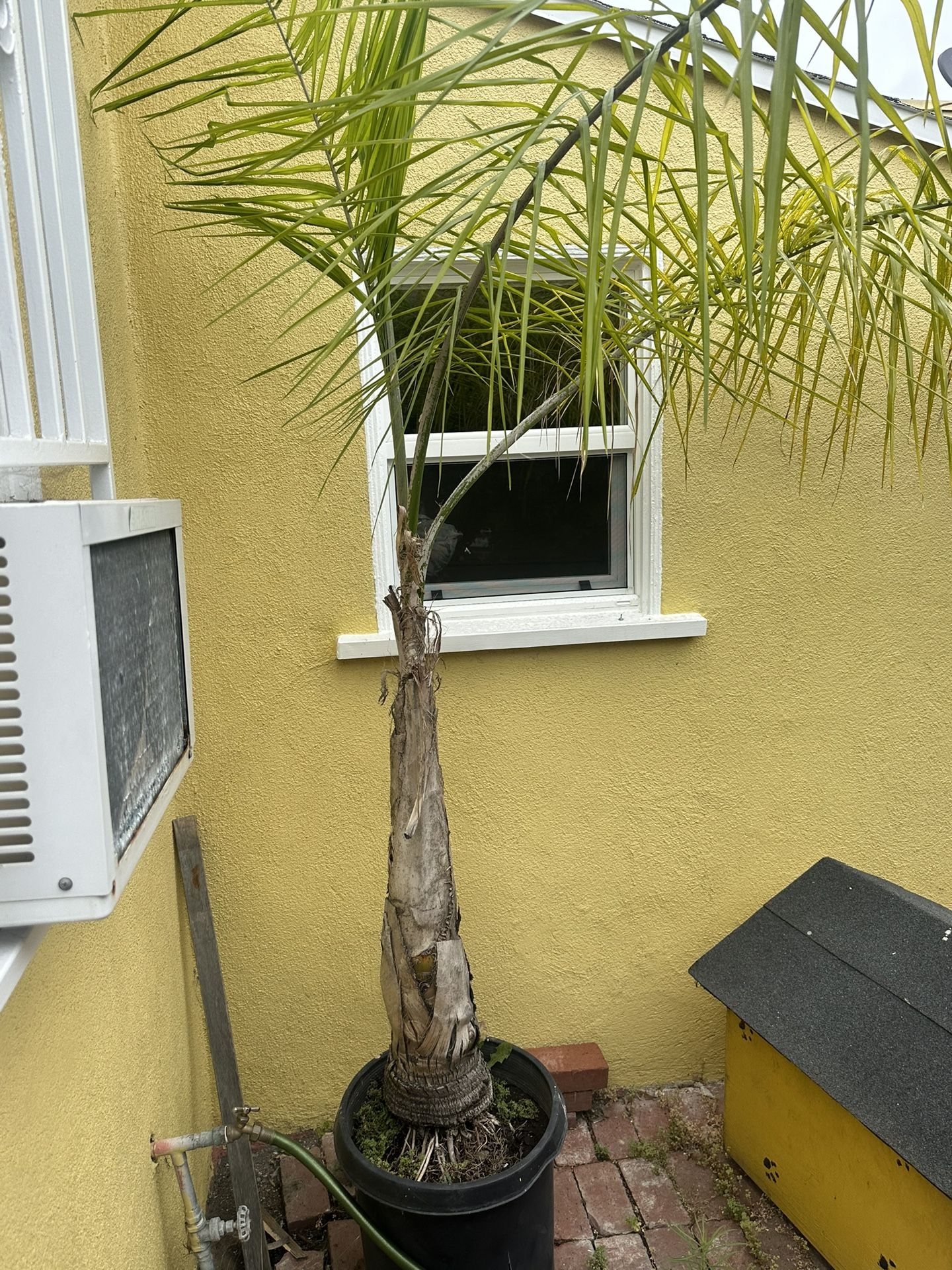 Plant For Sale