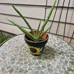 Aloe Vera Plant