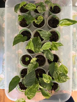 Plants $5 each