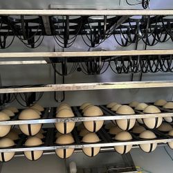 Fully Automatic incubator  