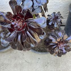 Black Succulents 