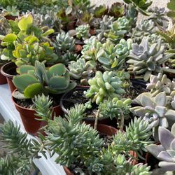 Succulents Plants 4”inch