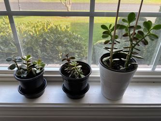 Jade Plant Set of Three Live Plants
