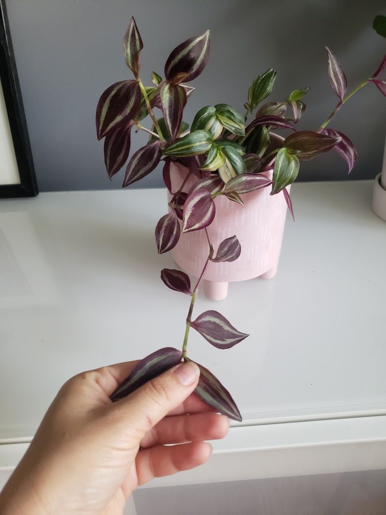 Wandering jew plant with planter