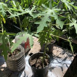 Papaya Plant