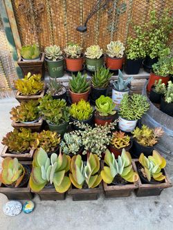 Various plants