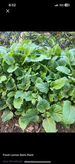 Lemon balm plant