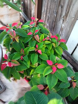 Poinsettia Plant with Red Bracts