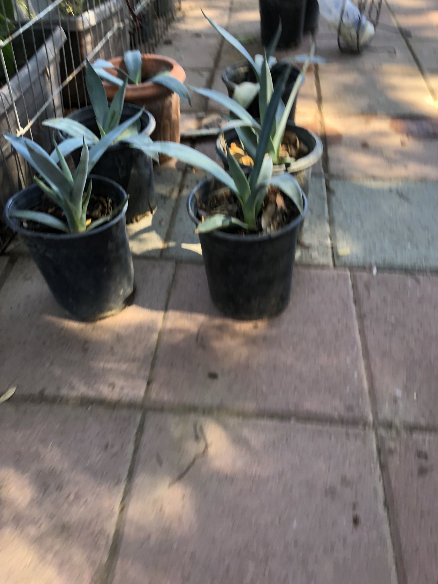 Maguey Planta Natural $10