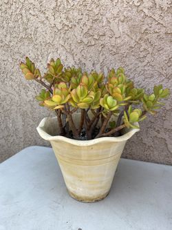 15” (yellow) Jade Tree/Money Jade/Lucky Jade/Friendship Plant