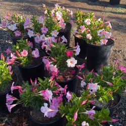 Pink Dipladenia Bush 