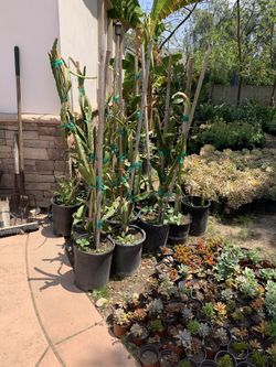 Dragon Fruit Plant
