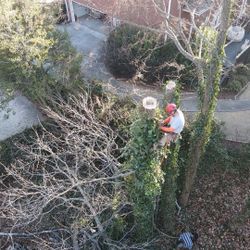 Tree Stuff