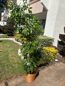 Large artificial Ficus Tree in Wicker Basket