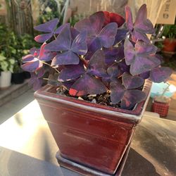 Ceramic Pot 6x6x6 Tall. Oxalis Purple Plant.