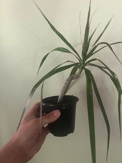 Dragon tree starts