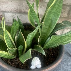 Nice plant for home!   Please ! 