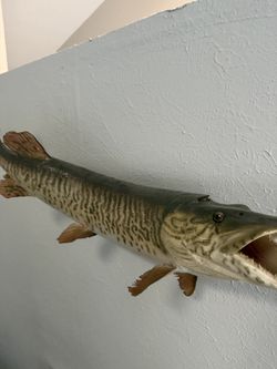 Muskie Wall Mount