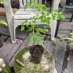 Mangat Tree 13 Inches Tall