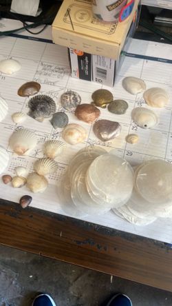 seashell collection