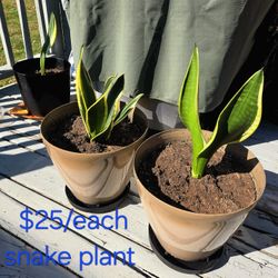 Plants for sell (Snake plants, pothos plants, jade plant, cactus plants & Chinese money plants).