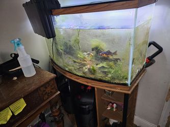 FREE 46g Bowfront Tank And Stand