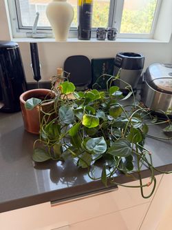 Heartleaf Philodendron — Large, Full, Trailing — In Copper Pot