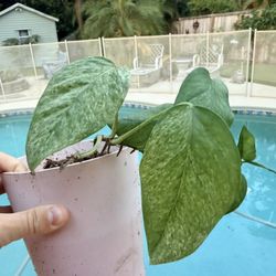 Epipremnum pinnatum 'Mint' Pothos Plant Green Variegation Variegated Rare HTF