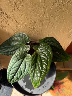 Anthurium  luxurians