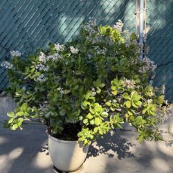 Heavy Jade Good Luck Plant 