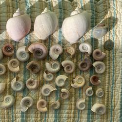 Florida Rams Horn Snail Shell Lot - Shells 
