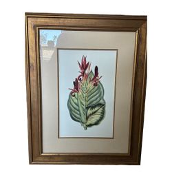 Framed Botanical Print • “Antique Canna II” After François Van Houtte • 29” x 38”