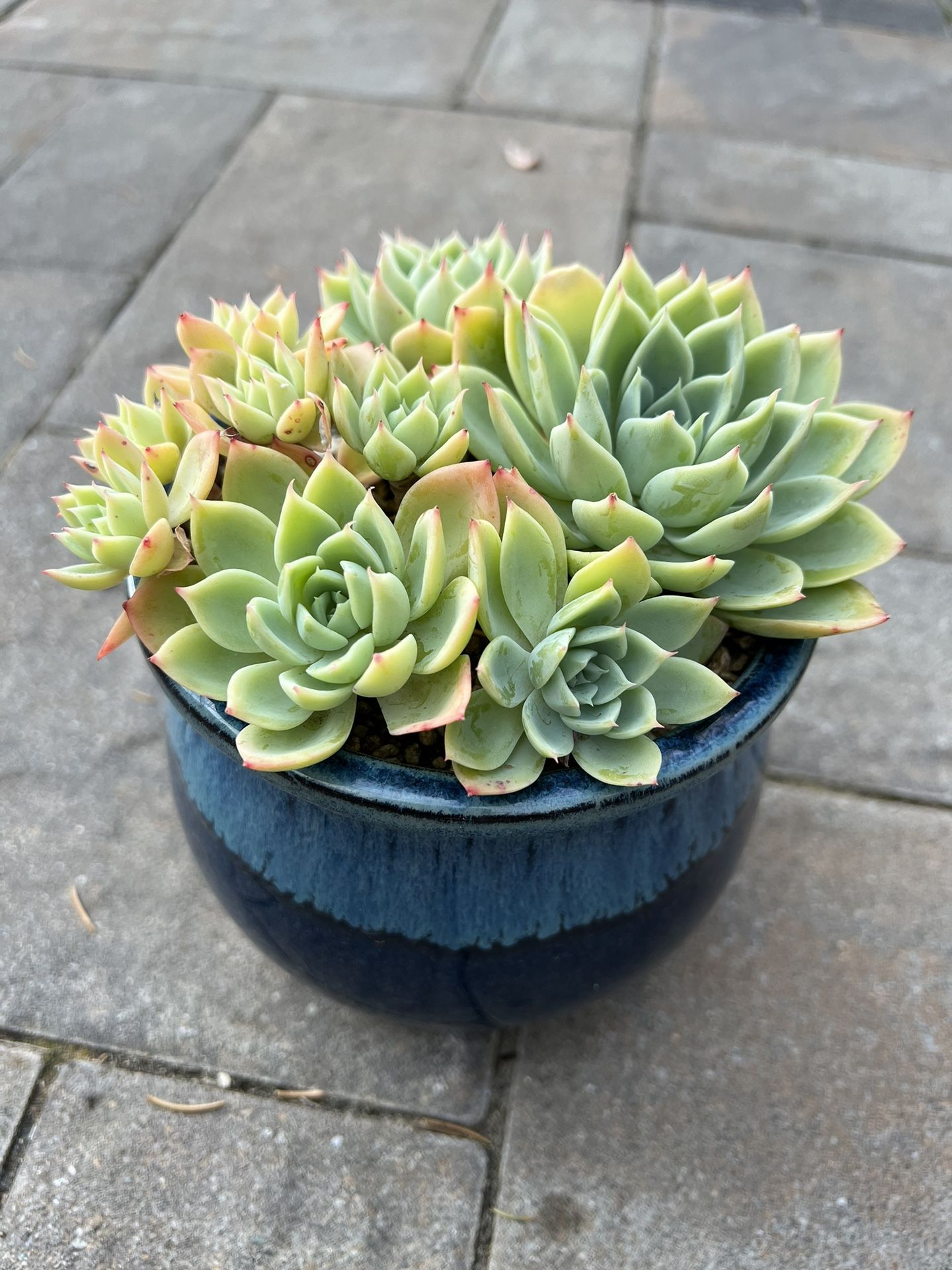 Succulents