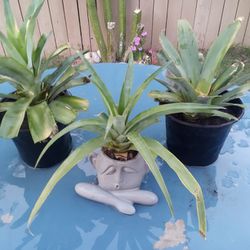 Pineapple Plants 