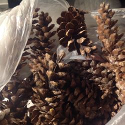 Pine Cones  (for Projects) Big Bag  Size Large
