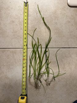 Aquarium Plants And Deco