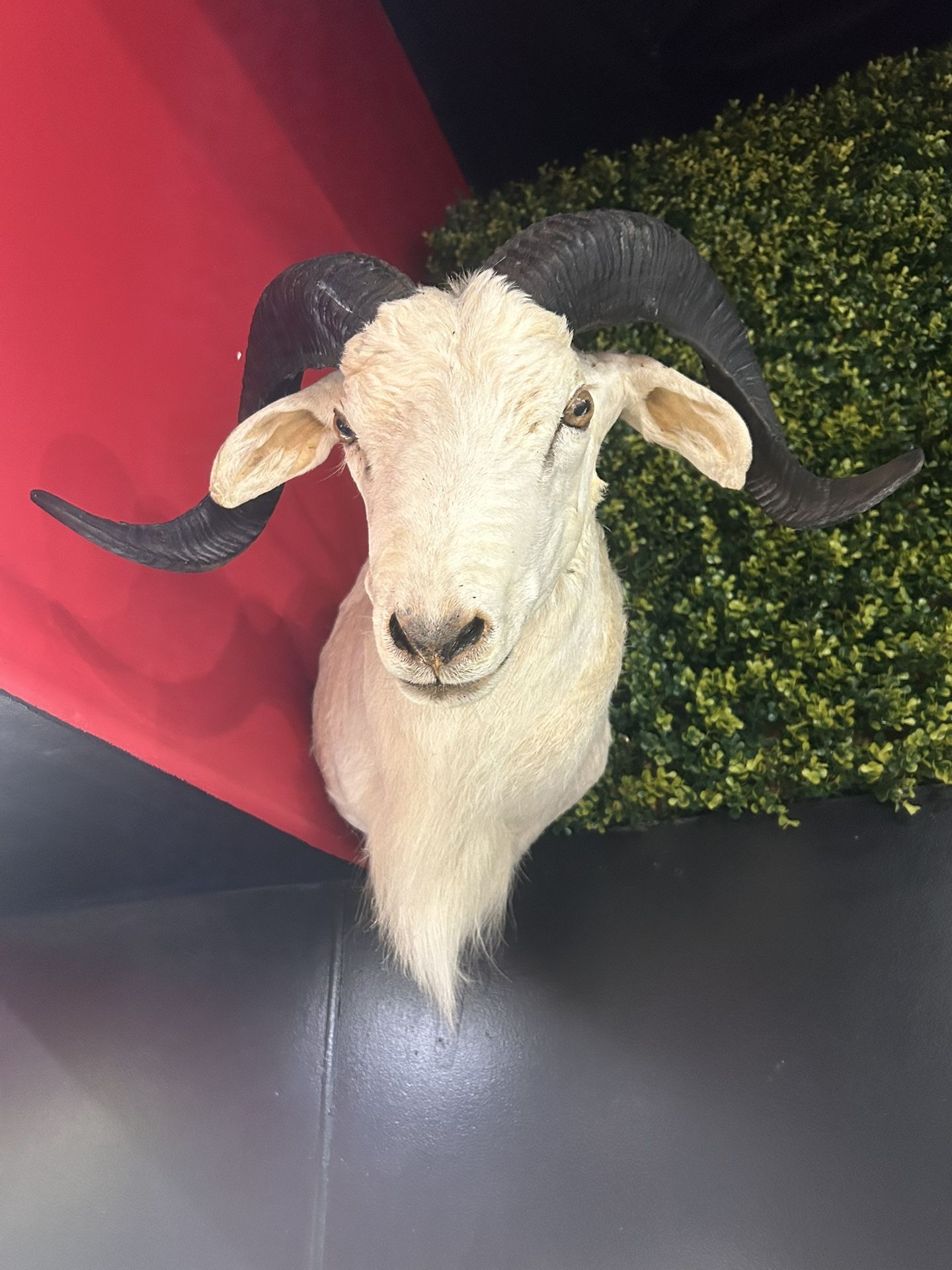 Goat Taxidermy head brand new