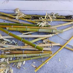 Fresh cut bamboo sticks