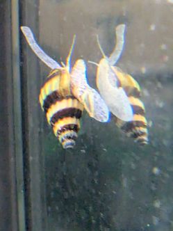 Assassin Snail Aquarium Decorations