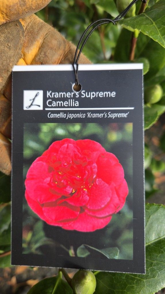 Camellia Fragrant- 'Kramers Supreme