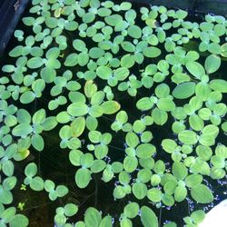 Dwarf water lettuce aquarium plant