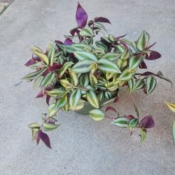 Wandering jew/  tradescantia zebrina plant 
