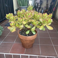 Red Tip Jade Plant Succulent