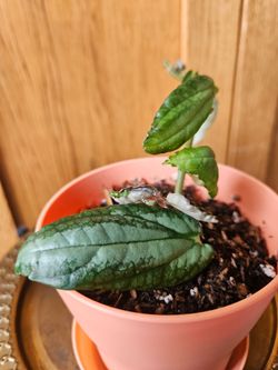 Begonia "Watermelon" (Peach pot-A)