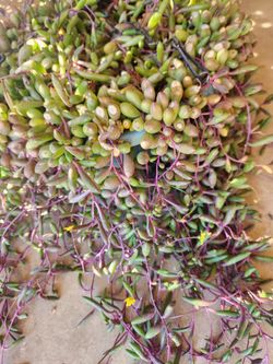 Neclace rubi string succulent