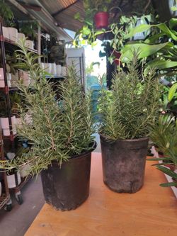 Rosemary Plant