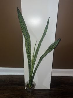 Sansevieria Snake Plants (read Description Below)