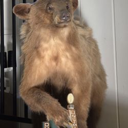 Bear Taxidermy